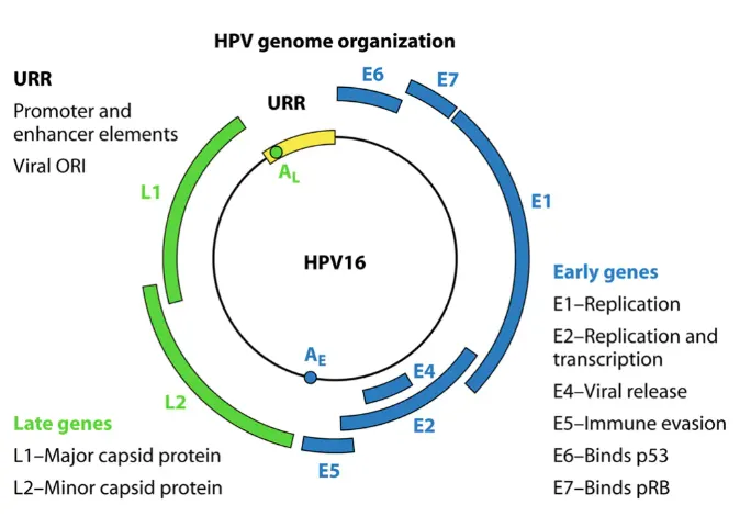 HPV病毒基因结构