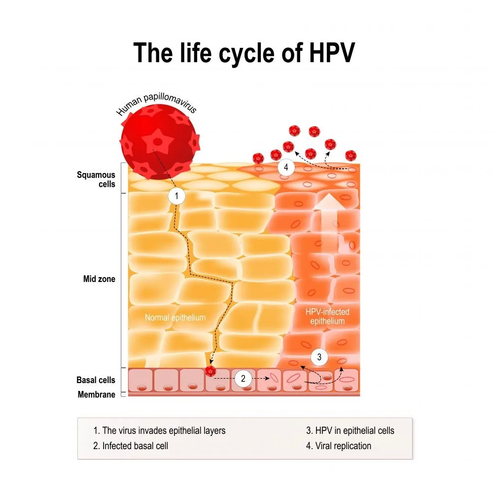 HPV病毒生命周期