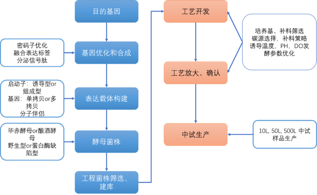 领康时代酵母表达平台工作流程图