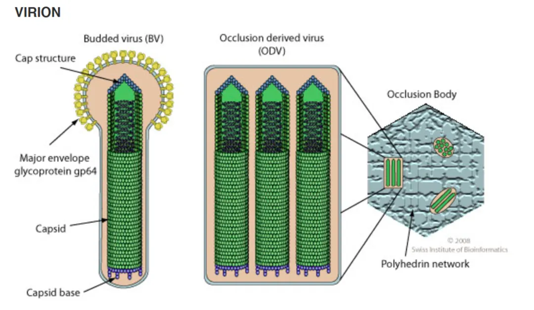 病毒粒子BV和ODV