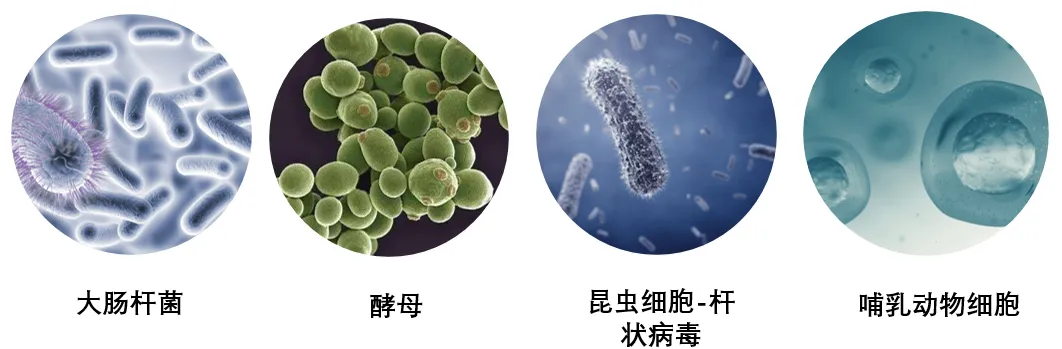 四大蛋白表达系统