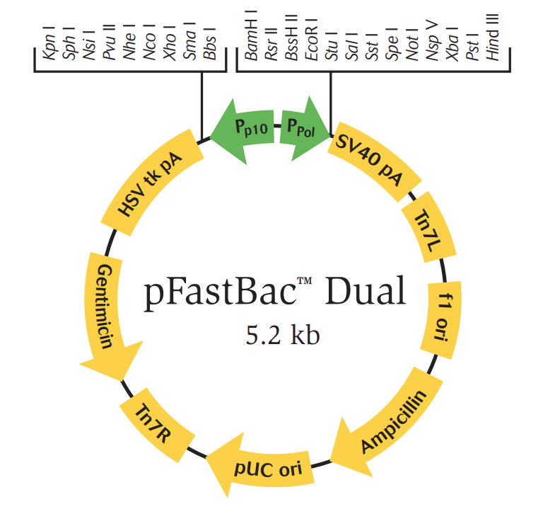 pFastBac系列载体