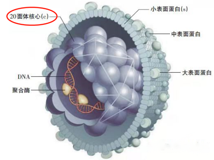 乙肝病毒