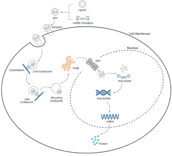 rAAV作用机制