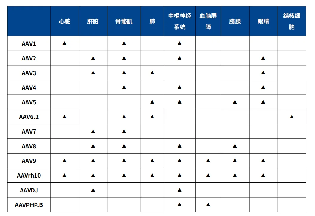 不同血清型rAAV