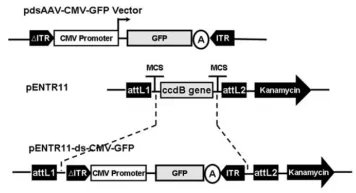 pENTR11 -ds- CMV-GFP质粒