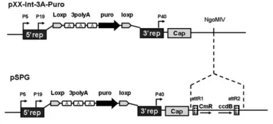 pSPG2质粒