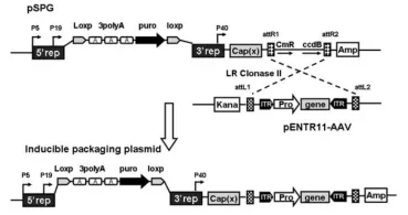 pSPG2- ds-CMV-GFP质粒