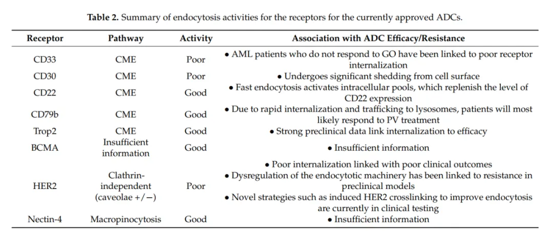 ADC药物的内吞机制