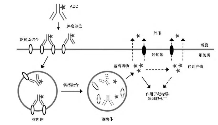 ADC内吞机制