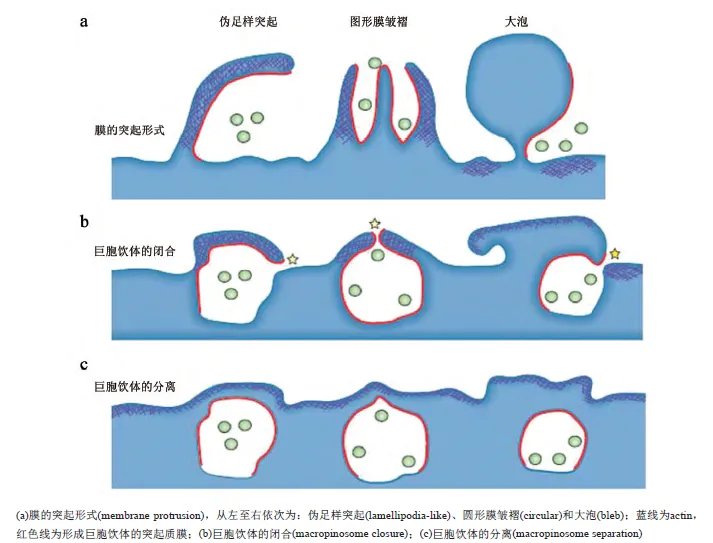 巨胞饮介导的内吞细胞膜突起类型