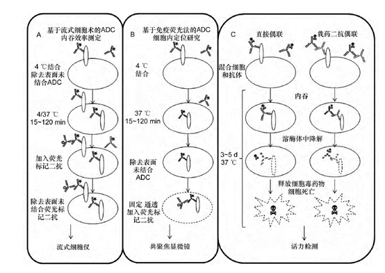 抗体内吞机制